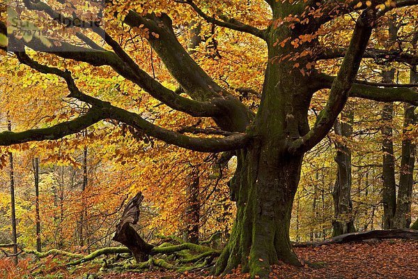 Farbaufnahme Farbe Europa Schönheit Baum Großbritannien Buche Buchen Cumbria England Lake District