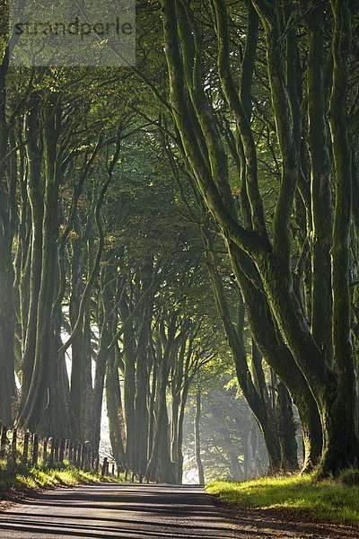 Landstraße  Europa  Morgen  Baum  Großbritannien  Dunst  Ehrfurcht  Herbst  Menschenreihe  Devon  England