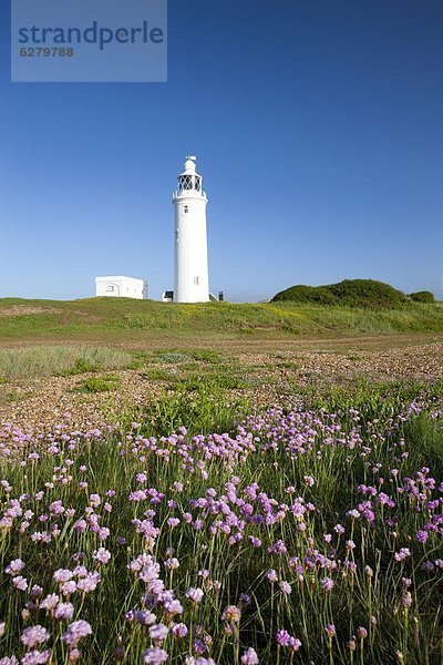 Europa  Großbritannien  frontal  Leuchtturm  Wildblume  zeigen  England  Hampshire