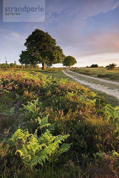 Adlerfarn  Pteridium aquilinum  Europa  Baum  Großbritannien  Wald  Heide  Frühling  England  Hampshire  neu