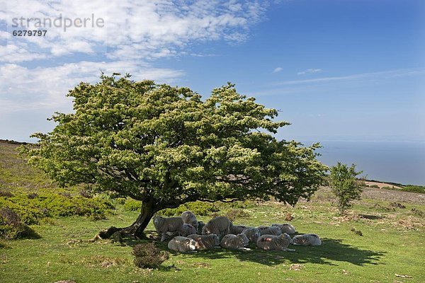 Europa  Sonnenstrahl  nehmen  Wärme  Baum  Großbritannien  Schaf  Ovis aries  Hütte  unterhalb  Herde  Herdentier  Vogelschwarm  Vogelschar  England  Weißdorn  Somerset