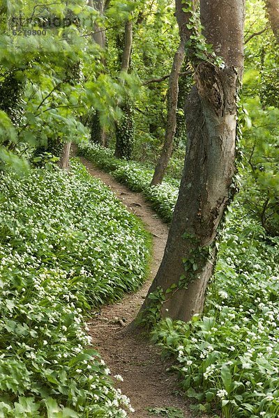 Laubwald  Europa  Großbritannien  Weg  bedecken  Devon  England  Wanderweg
