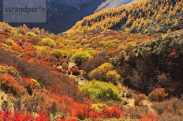 Herbst Farben  Yading-Naturschutzgebiet  Provinz Sichuan  China  Asien