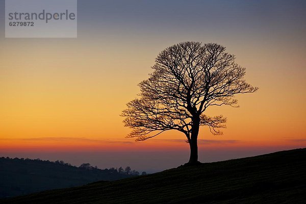 nahe Europa Winter Sonnenuntergang Baum Großbritannien Lauch Einsamkeit Staffordshire England