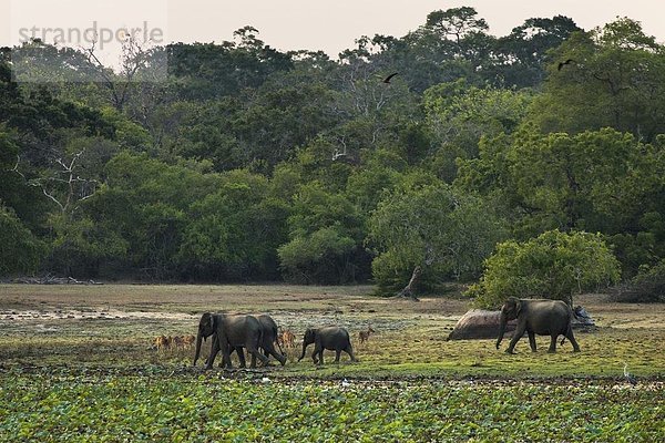Elefant  Punkt  Asien  Hirsch  Sri Lanka  Dämmerung