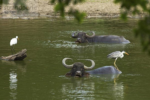 Nationalpark Graureiher Ardea cinerea Büffel Silberreiher Casmerodius albus Asien Teich Sri Lanka