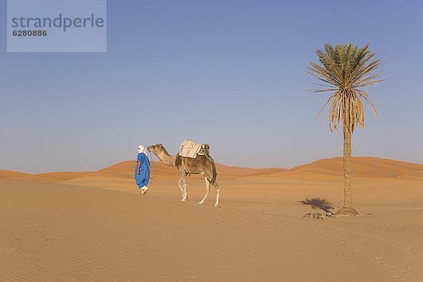 Nordafrika  Afrika  Kamel  Merzouga  Marokko