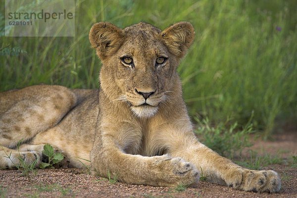 Südliches Afrika  Südafrika  Kruger Nationalpark  Afrika  junges Raubtier  junge Raubtiere