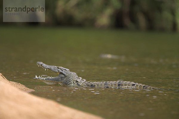 Südliches Afrika  Südafrika  offen  Kruger Nationalpark  Afrika  Krokodil