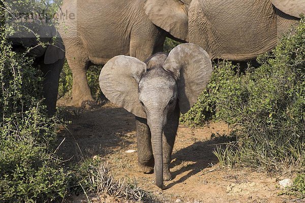 Südliches Afrika  Südafrika  Afrikanischer Elefant  Loxodonta africana  Afrikanische  Eastern Cape  Ostkap