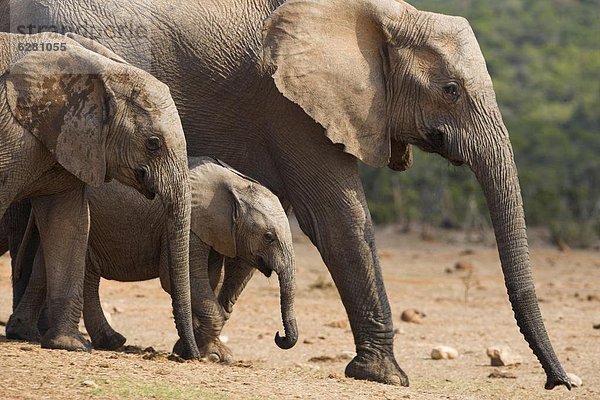 Südliches Afrika  Südafrika  Afrikanischer Elefant  Loxodonta africana  Afrikanische  Eastern Cape  Ostkap