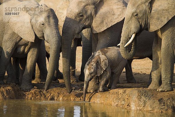 Südliches Afrika  Südafrika  Afrikanischer Elefant  Loxodonta africana  Afrikanische  Wasser  Herde  Herdentier  Elefant  Zucht  Eastern Cape  Ostkap