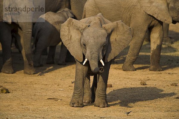 Südliches Afrika  Südafrika  Afrikanischer Elefant  Loxodonta africana  Afrikanische  hoch  oben  Wasser  Elefant  Eastern Cape  Ostkap