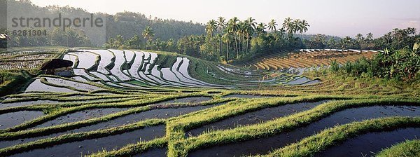 Landschaft  Landwirtschaft  Feld  Reis  Reiskorn  Veranda  Südostasien  Asien  Indonesien