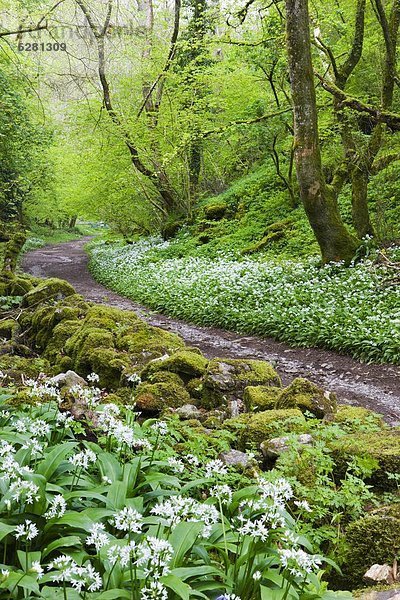 Laubwald  Naturschutzgebiet  Europa  Großbritannien  Wachstum  schwarz  ungestüm  Knoblauch  Cheddarkäse  Schlucht  Lauch  England  Somerset