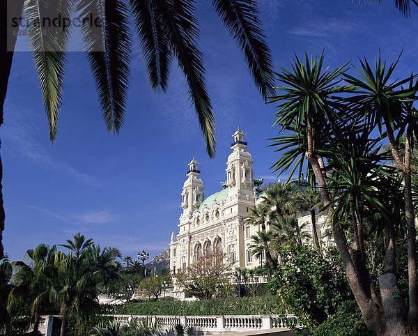 Europa  Außenaufnahme  Baum  Fokus auf den Vordergrund  Fokus auf dem Vordergrund  Casino  Monaco  Monte Carlo