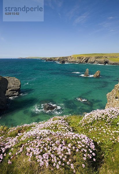 nahe  Europa  Großbritannien  Wachstum  Meer  Bucht  Cornwall  England