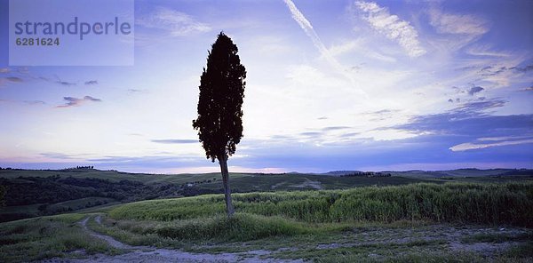 nahe  Europa  Baum  Silhouette  Italien  Toskana