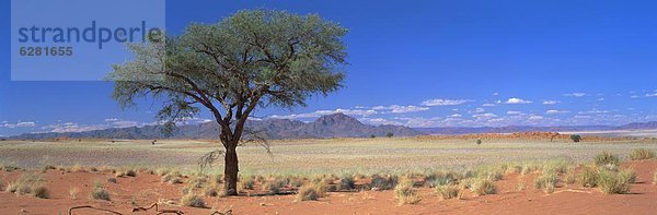 Baum  Landschaft  Wüste  Namibia  Namib Naukluft Nationalpark  Dorn  Afrika  Kamel