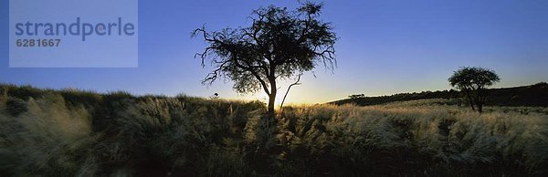 Namibia  Namib  Afrika