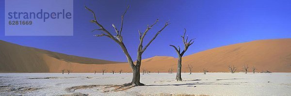 Panorama Sand Ansicht Namibia Namib Düne kahler Baum kahl kahle Bäume Afrika Dead Vlei