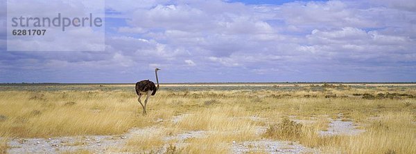 Namibia  Etoscha Wildpark  Etosha  Afrika  Strauß  Struthiones