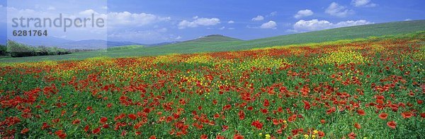 nahe  Panorama  Europa  Blume  Feld  ungestüm  Ansicht  Mohn  Italien  Toskana