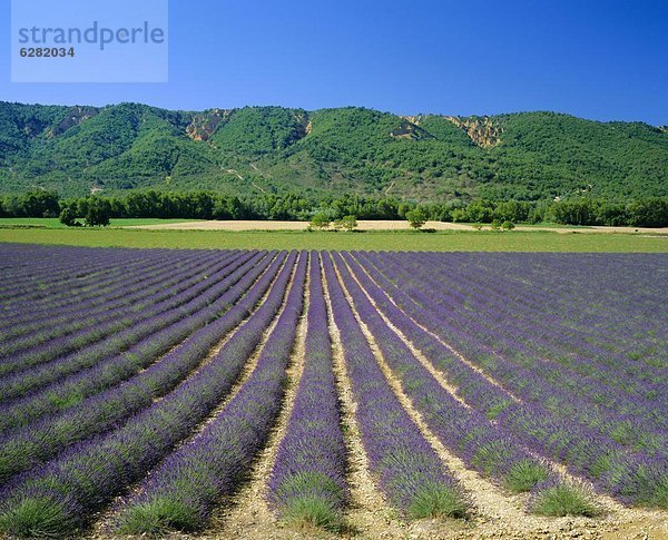 Lavendelfelder  Provence  Frankreich  Europa