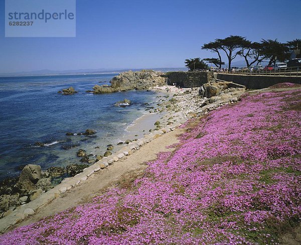 Vereinigte Staaten von Amerika  USA  Nordamerika  Monterey Bay  Kalifornien