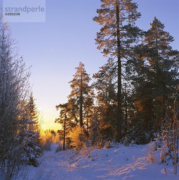 Oslo  Hauptstadt  nahe  Europa  Winter  Sonnenuntergang  Wald  Norwegen  Skandinavien