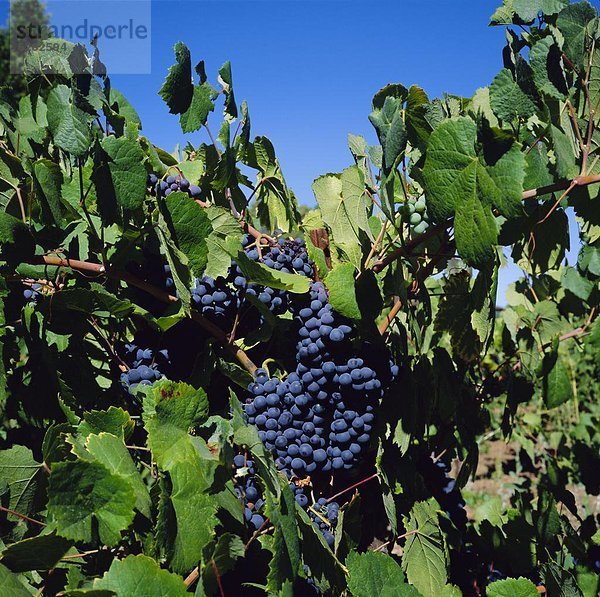 Vereinigte Staaten von Amerika  USA  Kalifornien  Napa Valley