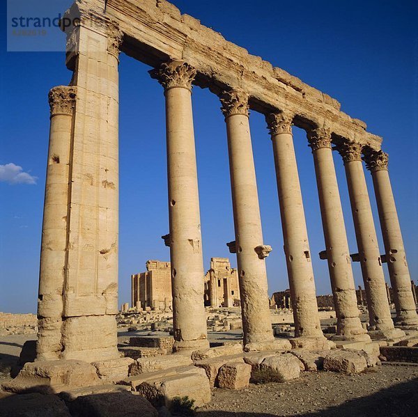 Naher Osten  Palmyra  Syrien