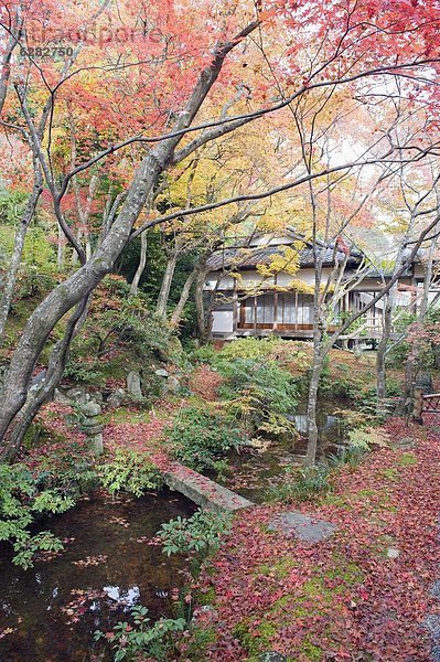 Ahornblatt Herbst Asien Jahrhundert Japan Kyoto