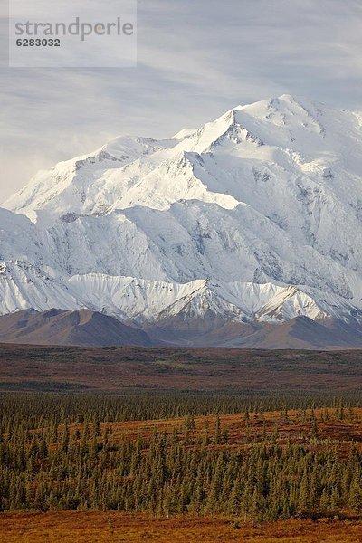 Vereinigte Staaten von Amerika  USA  Denali Nationalpark  Alaska