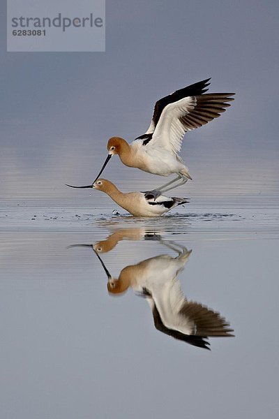 Vereinigte Staaten von Amerika  USA  Paar  Paare  Nordamerika  amerikanisch  Säbelschnäbler  Recurvirostra avosetta  sich paaren  Paarung  Utah
