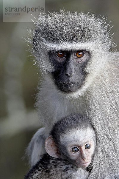 Südliches Afrika  Südafrika  Säuglingsalter  Säugling  Mutter - Mensch  Afrika  Affe