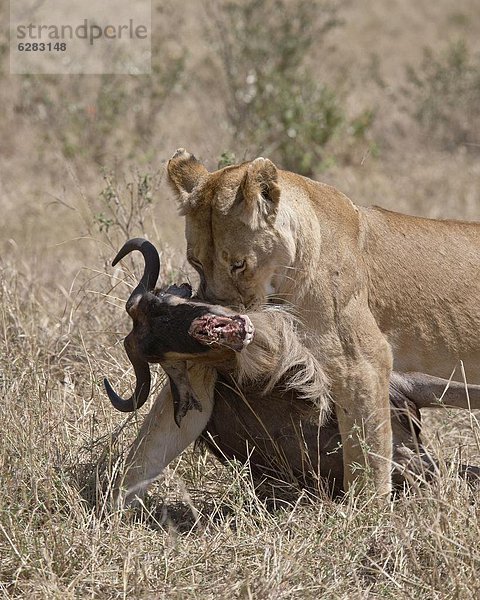 Ostafrika  Raubkatze  ziehen  blau  Gnu  Masai Mara National Reserve  Afrika  Kadaver  Kenia  Löwe - Sternzeichen  Löwin