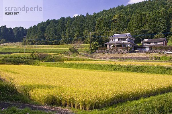 Start ernten Feld Reis Reiskorn Asien Japan Kyushu