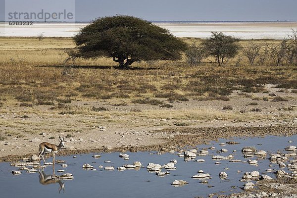 Namibia  Etoscha Wildpark  Etosha  Afrika