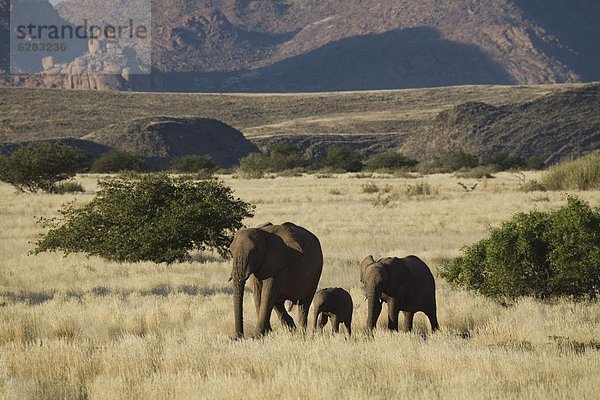 Namibia  Afrika  Damaraland