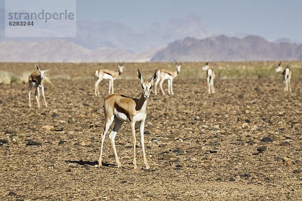 Springbock  Antidorcas marsupialis  Wüste  Namibia  Namib  Afrika  Sossusvlei