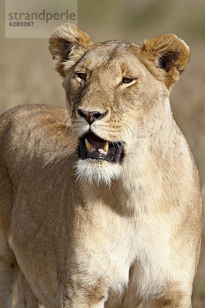 Löwin (Panthera Leo)  Masai Mara National Reserve  Kenia  Ostafrika  Afrika