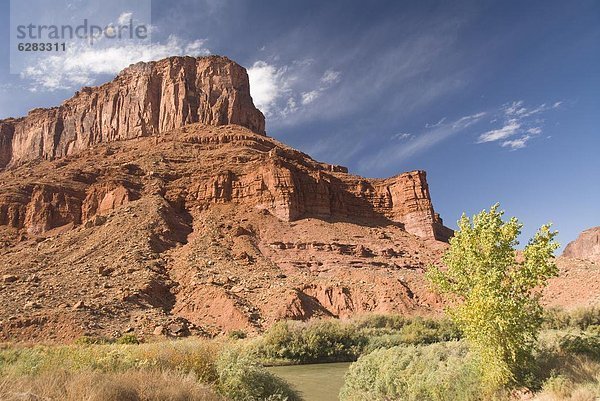 Vereinigte Staaten von Amerika  USA  Farbaufnahme  Farbe  drehen  Baum  groß  großes  großer  große  großen  Nordamerika  Spitzkoppe Afrika  Utah