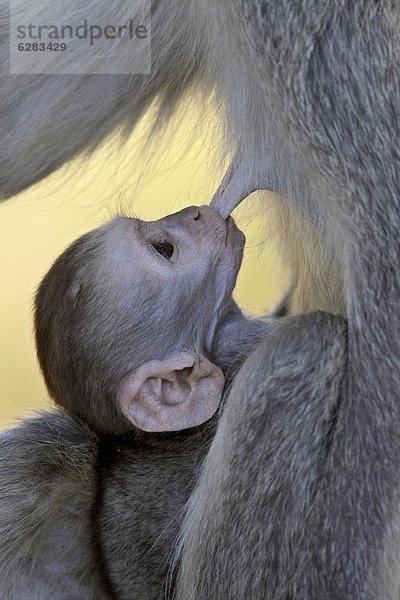 Südliches Afrika  Südafrika  Säuglingsalter  Säugling  Sorge  Kruger Nationalpark  Afrika  Affe