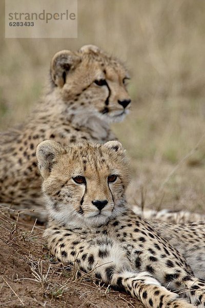 Ostafrika  Masai Mara National Reserve  Afrika  Kenia