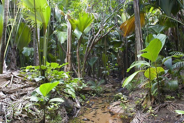 Naturschutzgebiet  Tropisch  Tropen  subtropisch  Botanik  UNESCO-Welterbe  Afrika  Seychellen