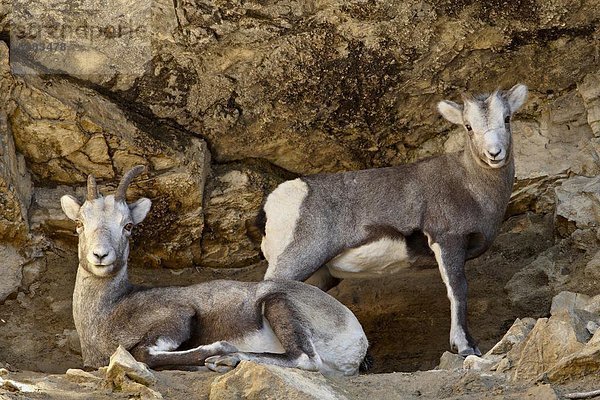 Lamm  Stein  Schaf  Ovis aries  Nordamerika  British Columbia  Kanada  Mutterschaf