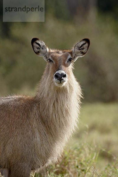 Ostafrika  Masai Mara National Reserve  Wasserbock  Kobus ellipsiprymnus  Afrika  Kenia