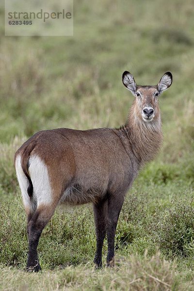 Ostafrika  Masai Mara National Reserve  Wasserbock  Kobus ellipsiprymnus  Afrika  Kenia