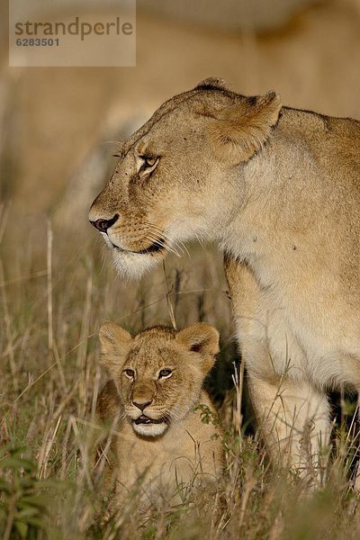 Ostafrika  Masai Mara National Reserve  Afrika  Kenia